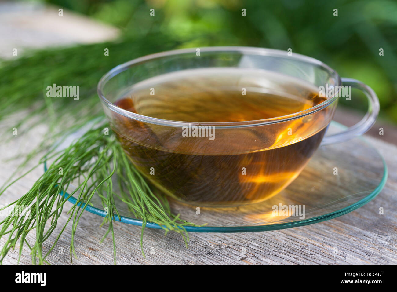 field horsetail (Equisetum arvense), tea made of field horsetail, Germany Stock Photo