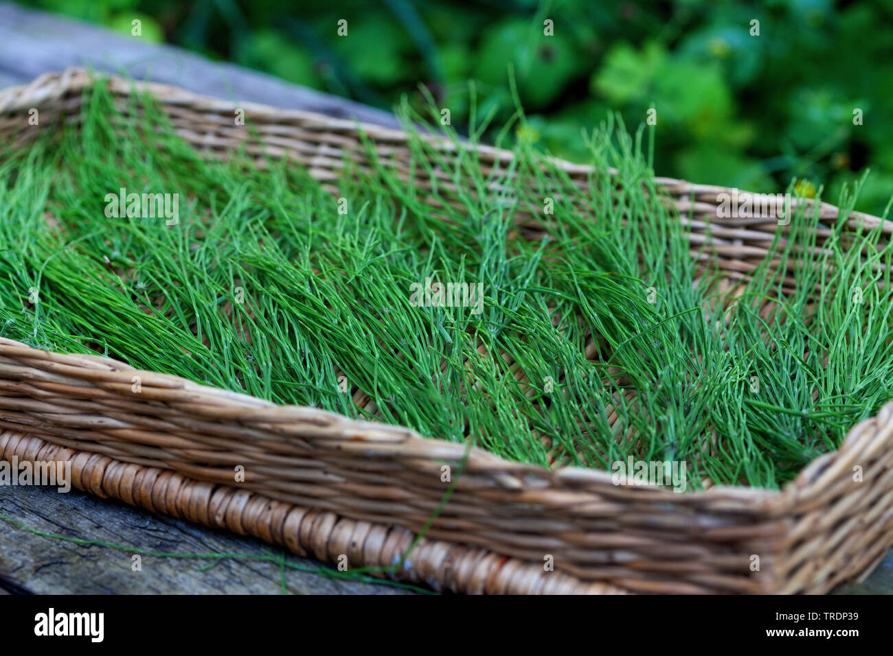 field horsetail (Equisetum arvense), tea made of field horsetail, Germany Stock Photo