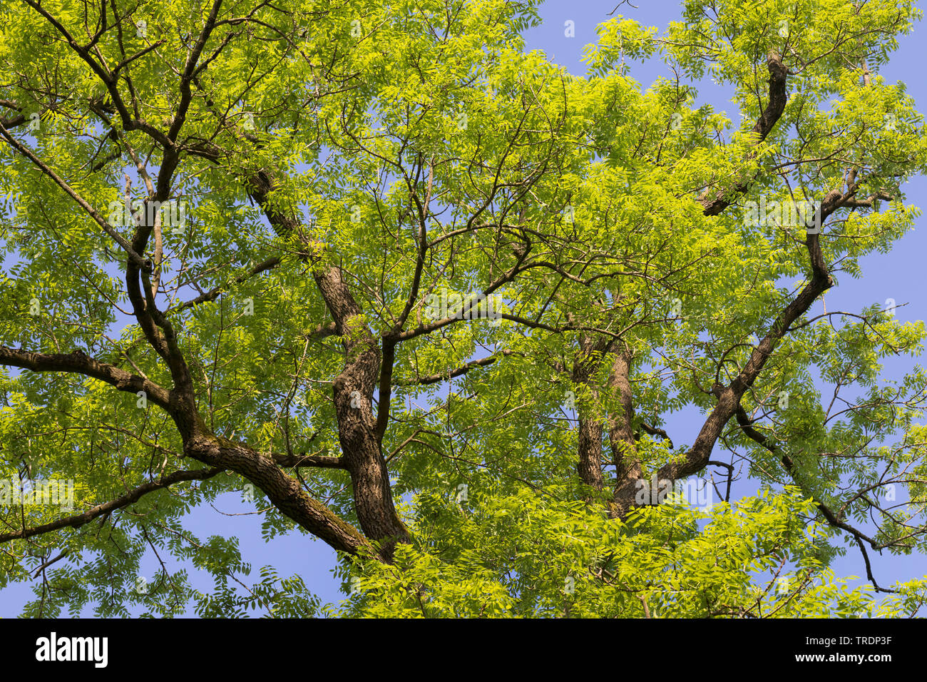 common ash, European ash (Fraxinus excelsior), leaf shooting, Germany Stock Photo