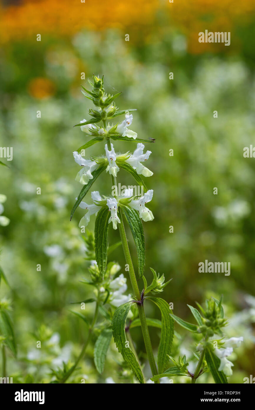 annual yellow-woundwort, hedgenettle betony (Stachys annua), blooming, Germany Stock Photo