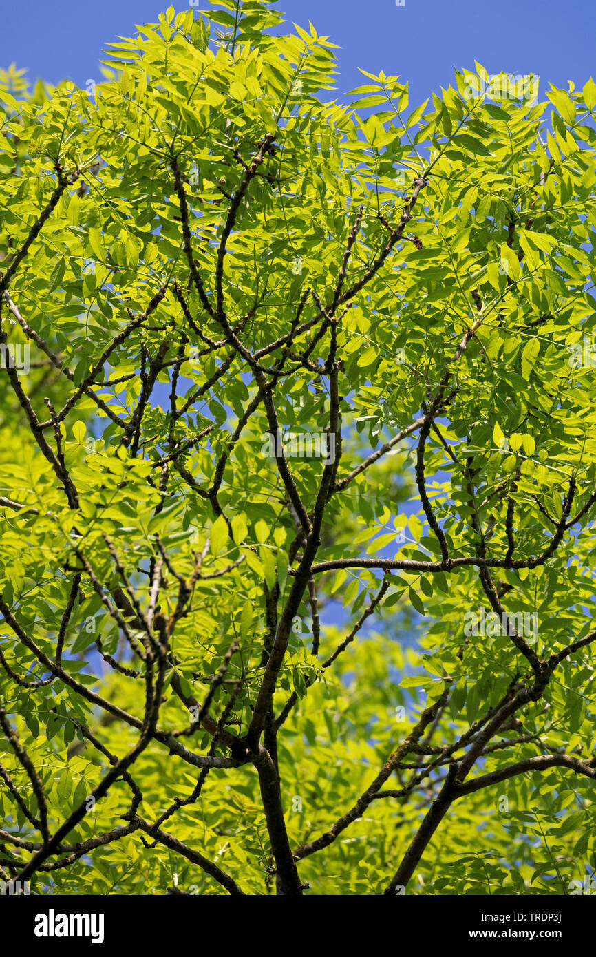 common ash, European ash (Fraxinus excelsior), leaf shooting, Germany Stock Photo