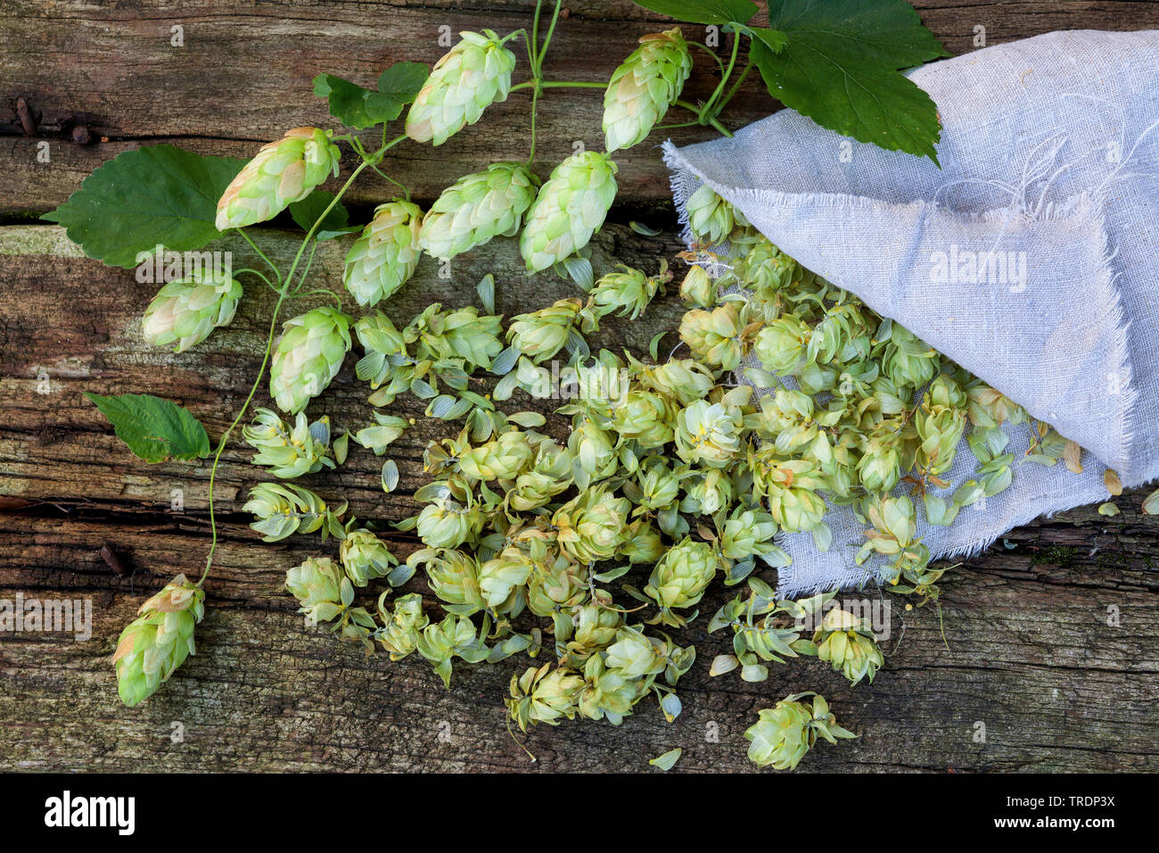 common hop (Humulus lupulus), infructescence ein cones, Germany Stock Photo