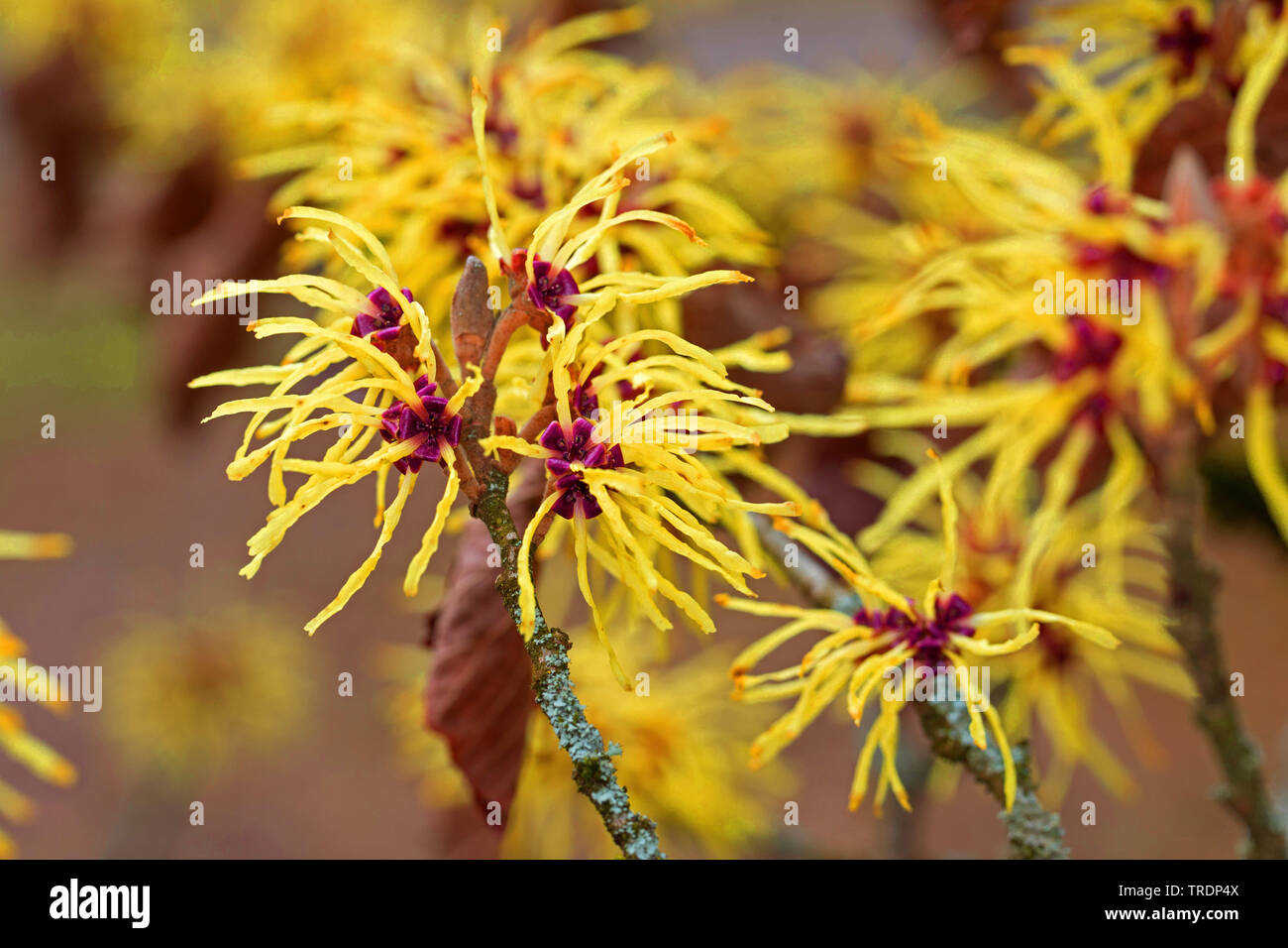 Witch hazel (Hamamelis intermedia, Hamamelis x intermedia), blooming Stock Photo