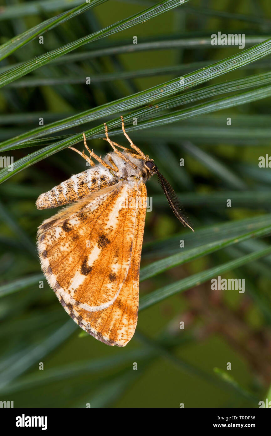 pine moth, pine looper moth, bordered white beauty (Bupalus piniaria, Bupalus piniarius), sitting at pine needles, Germany Stock Photo