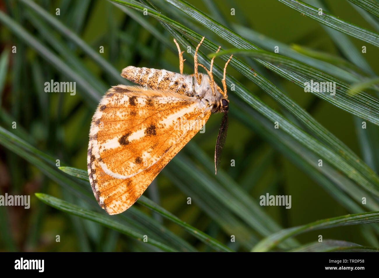 pine moth, pine looper moth, bordered white beauty (Bupalus piniaria, Bupalus piniarius), sitting at pine needles, Germany Stock Photo