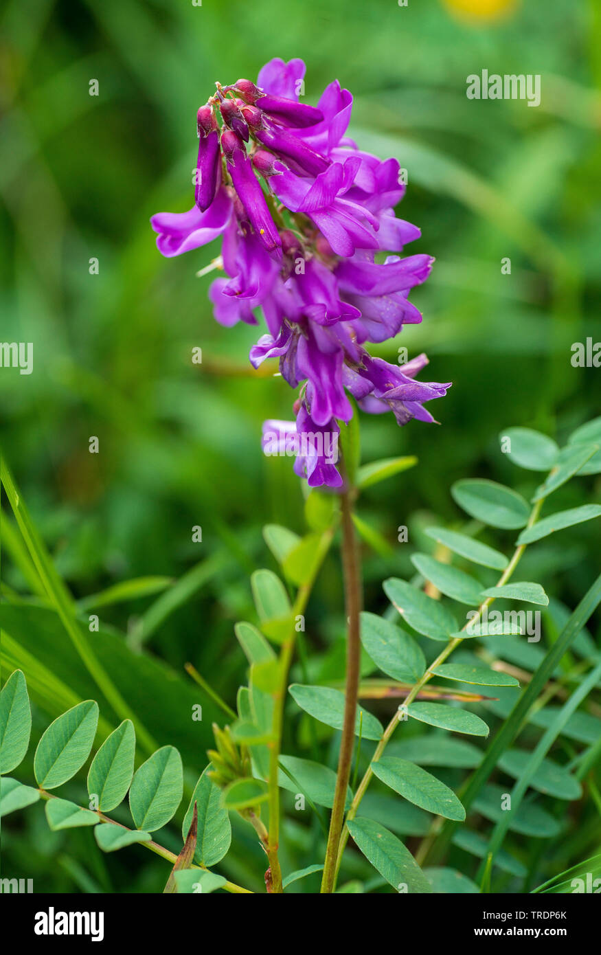 bird vetch, tinegrass, tufted vetch (Vicia cracca), inflorescence