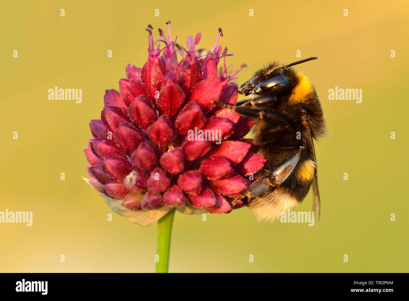 buff-tailed bumble bee (Bombus terrestris), in an Allium, Hungary Stock Photo