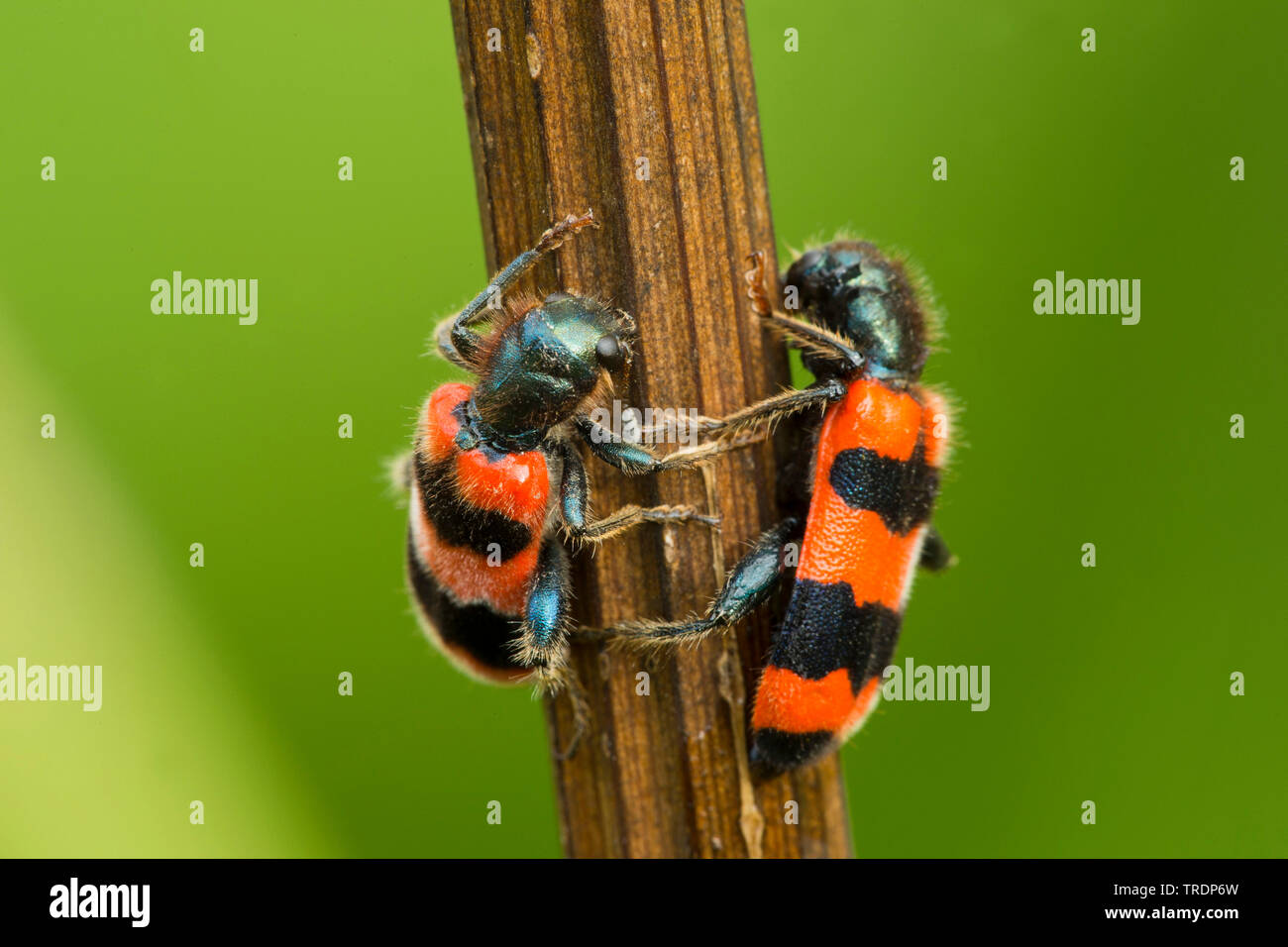 Bee hive beetle (Trichodes apiarius), on a stalk, Hungary Stock Photo