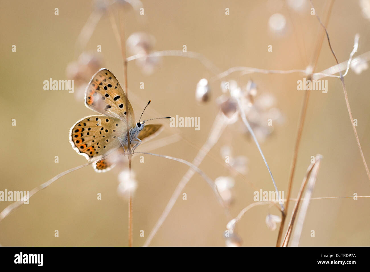 sooty copper (Heodes tityrus, Loweia tityrus, Loweia tityrus, Lycaena tityrus), sitting on grass, Hungary Stock Photo