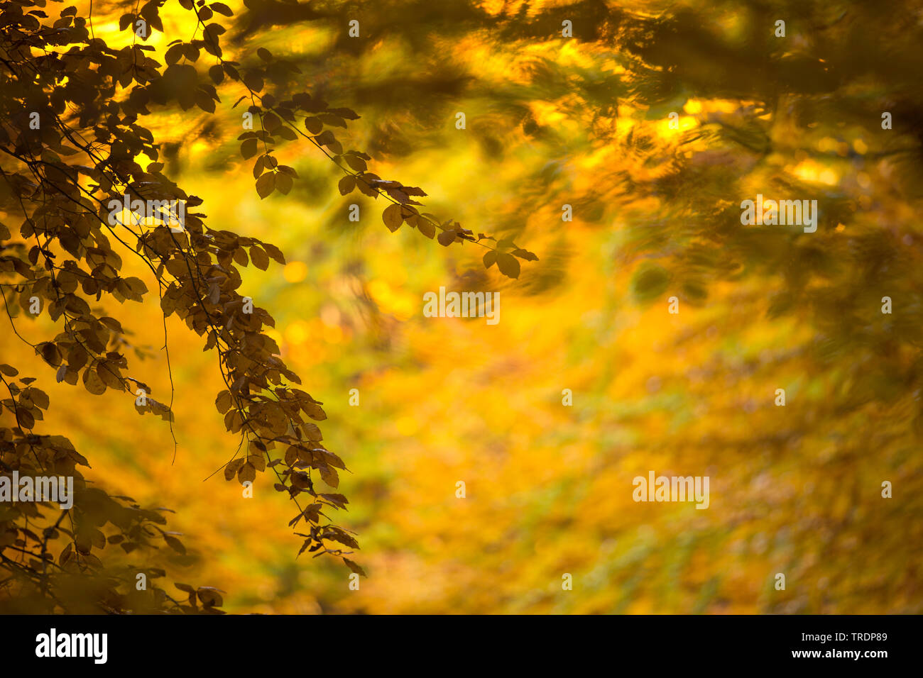 Orange-yellow colored leafs, Hungary Stock Photo