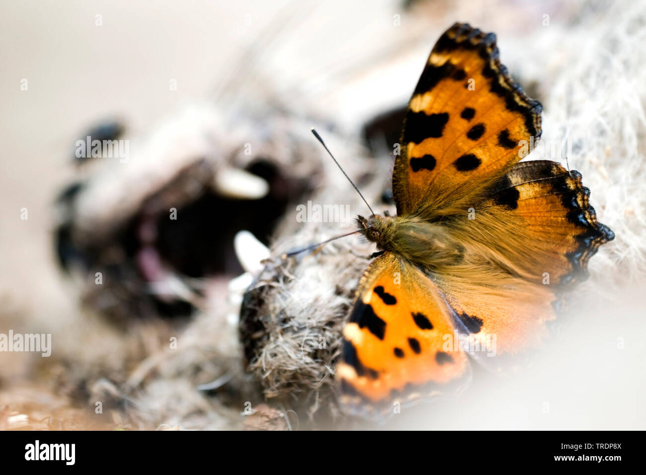 large tortoiseshell, blackleg tortoiseshell (Nymphalis polychloros, Vanessa polychloros), on a dead Fox, Hungary Stock Photo