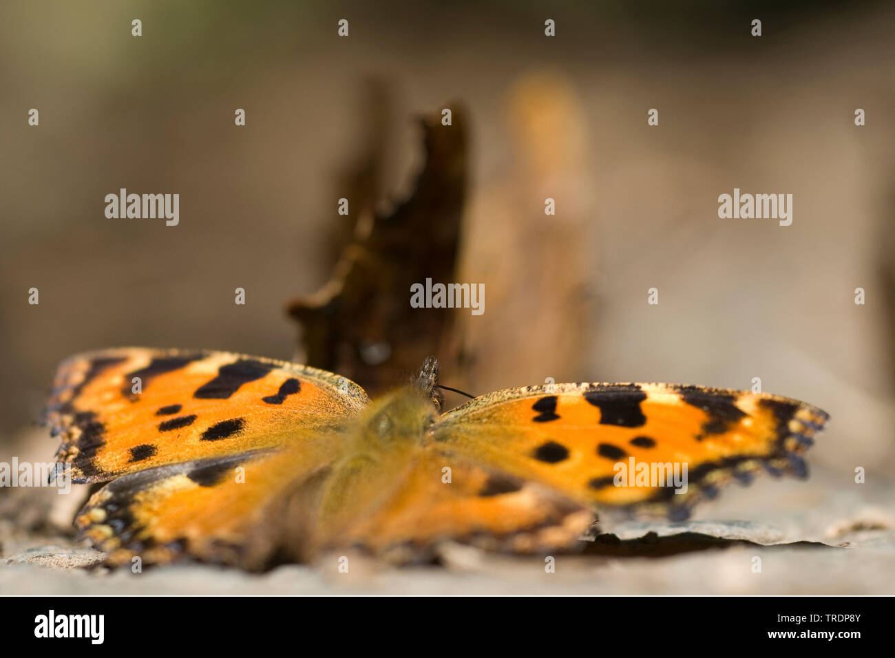 large tortoiseshell, blackleg tortoiseshell (Nymphalis polychloros, Vanessa polychloros), sitting on a ground, Hungary Stock Photo