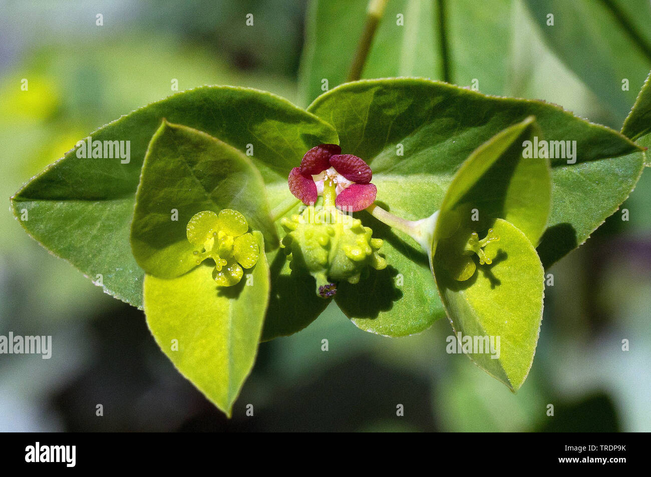 sweet spurgetonk (Euphorbia dulcis), inflorescences, Austria, Tyrol, Lechauen Stock Photo