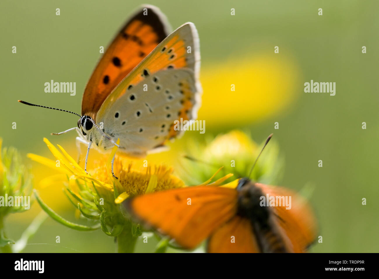 large copper (Lycaena dispar), male and female, Hungary Stock Photo