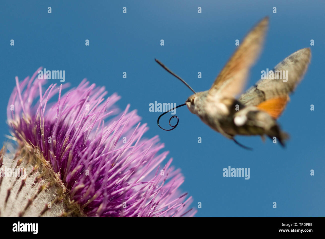 Hummingbird hawkmoth (Macroglossum stellatarum), approaching a thistle, Hungary Stock Photo