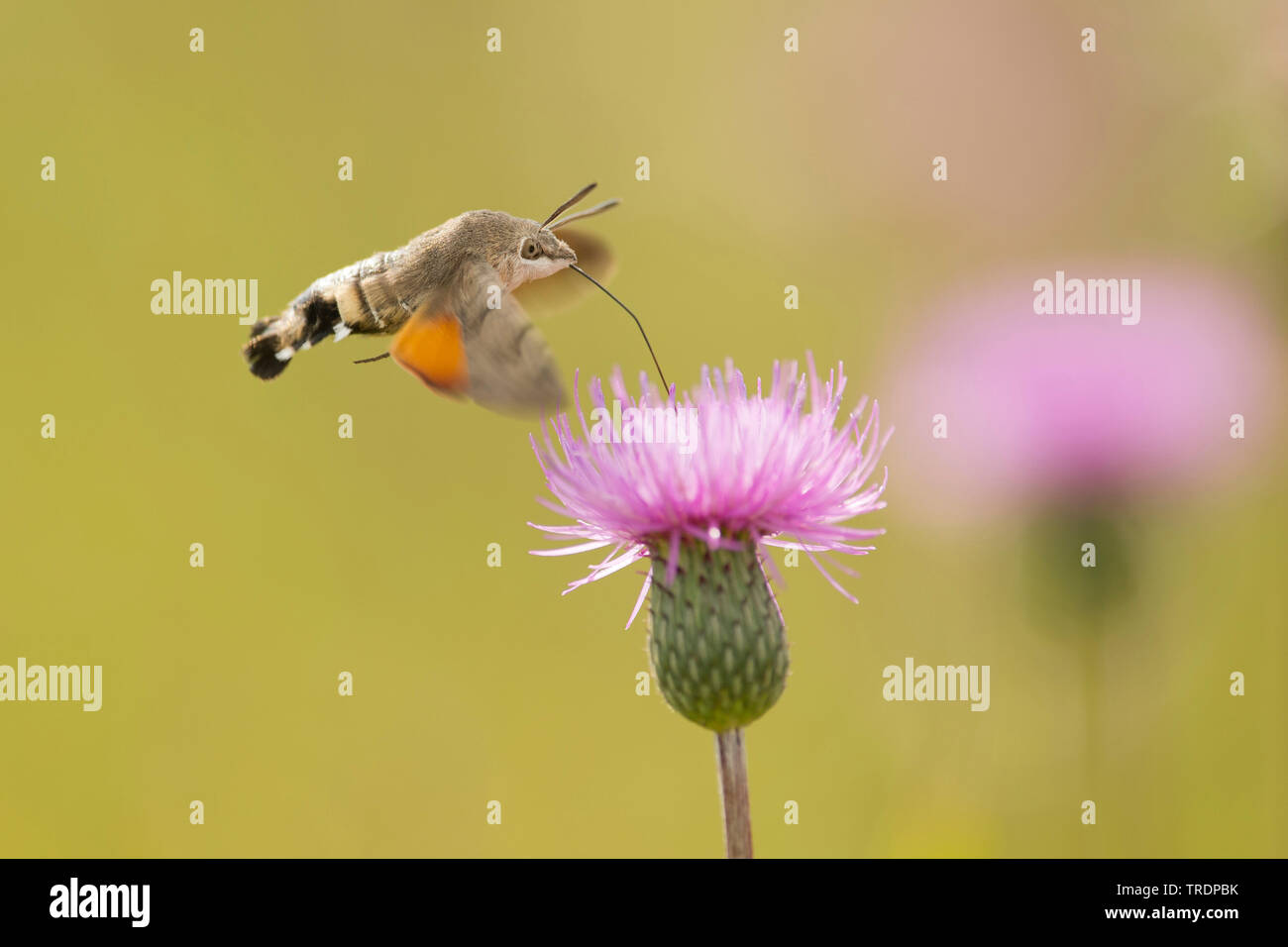 Plants for pollinating insects hires stock photography and images Alamy
