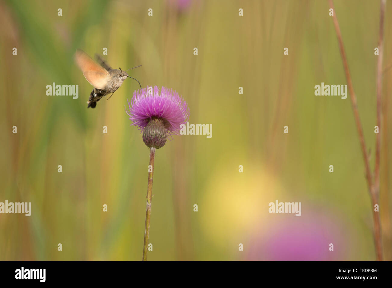 Hummingbird hawkmoth (Macroglossum stellatarum), pollinating a thistle, Hungary Stock Photo