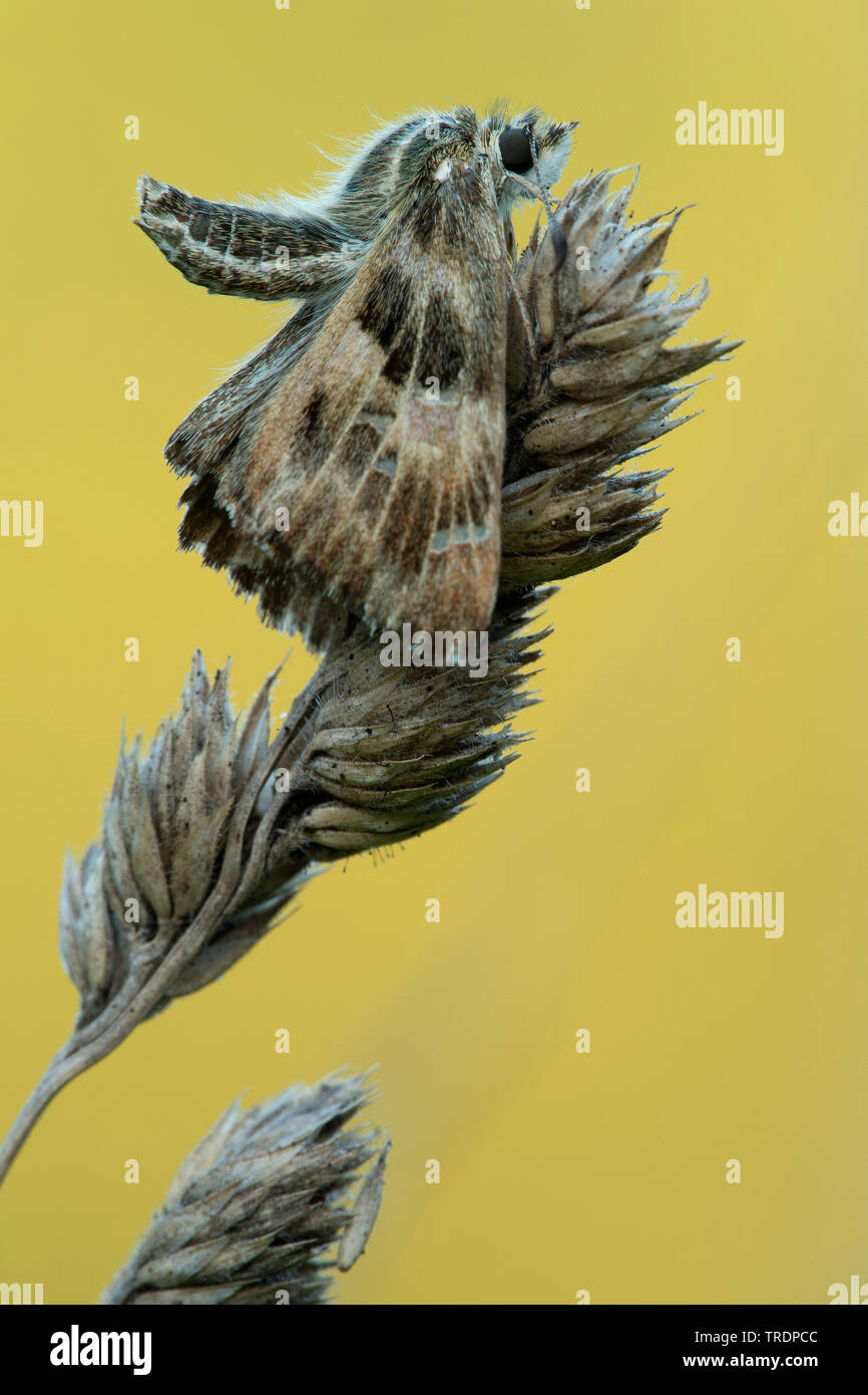 mallow skipper (Carcharodus alceae), sitting on a gras ear, Hungary Stock Photo