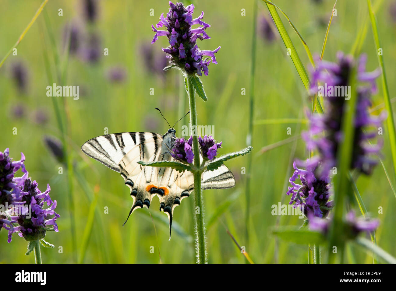 scarce swallowtail, kite swallowtail (Iphiclides podalirius), sitting at Betonica, Hungary Stock Photo