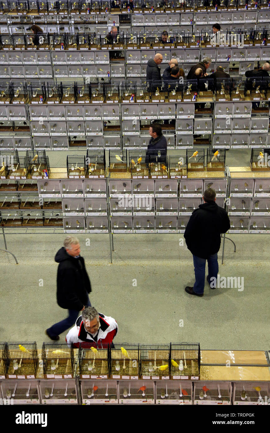 bird exibition, Netherlands, Brabant, Rosmalen Stock Photo