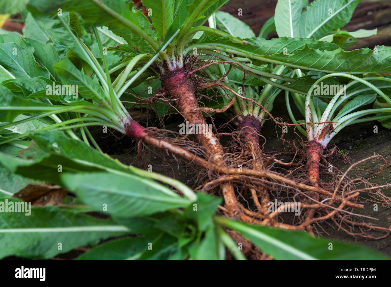 common evening primrose (Oenothera biennis), evening primrose roots