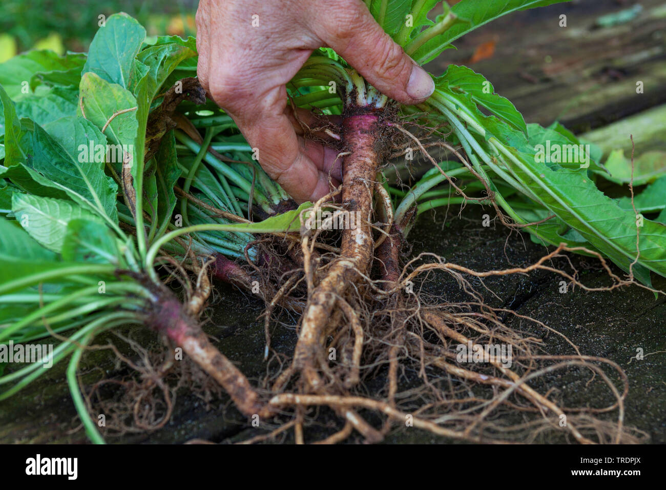 common evening primrose (Oenothera biennis), evening primrose roots