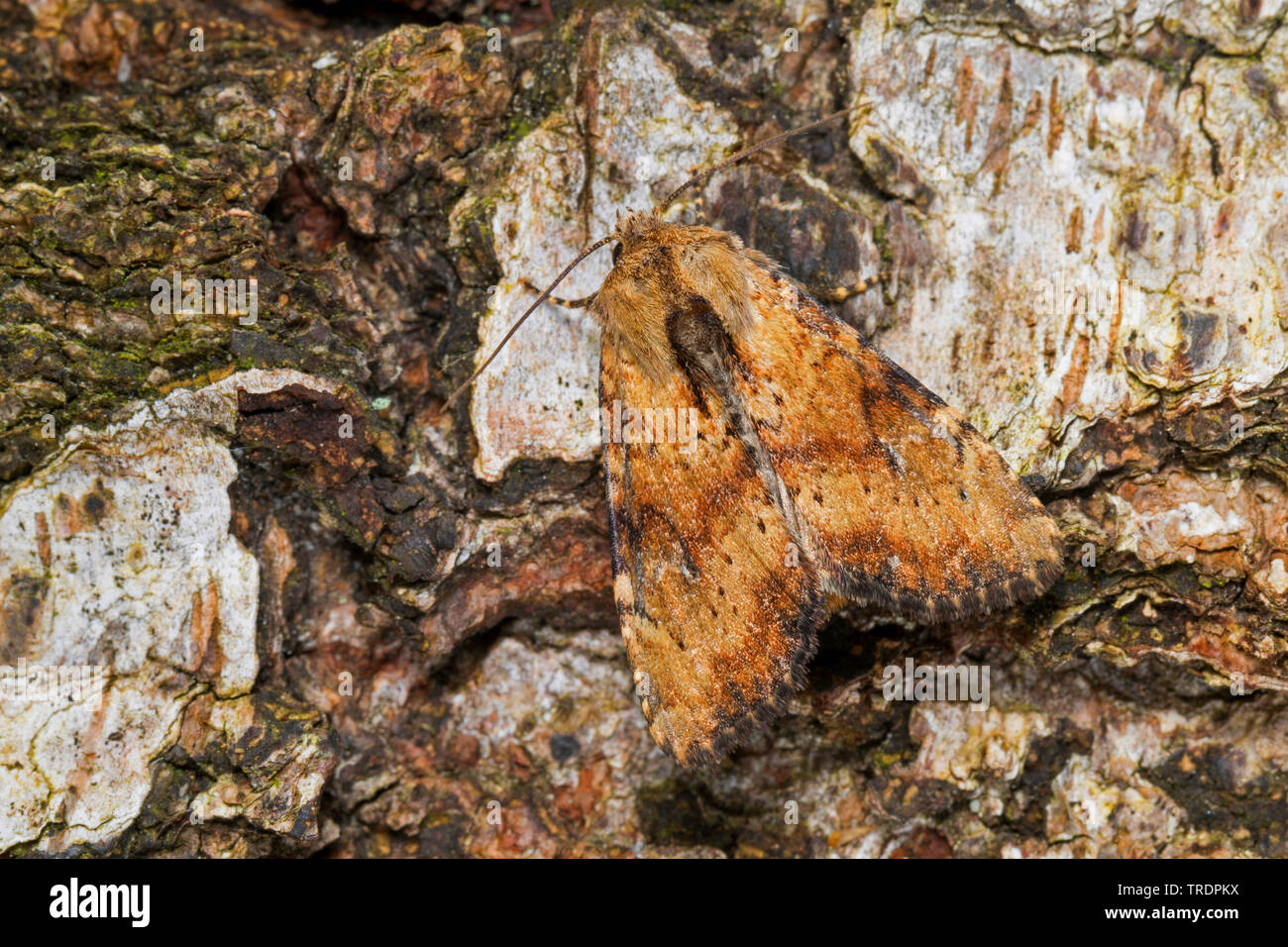 slender brindle (Apamea scolopacina, Parastichtis scolopacina), sitting on bark, Germany Stock Photo