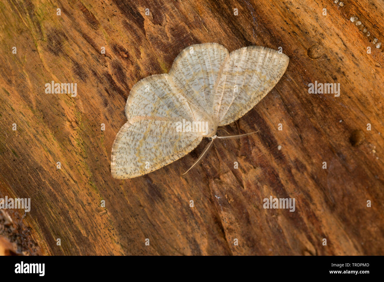 Common wave (Cabera exanthemata), sitting at dead wood, Germany Stock Photo