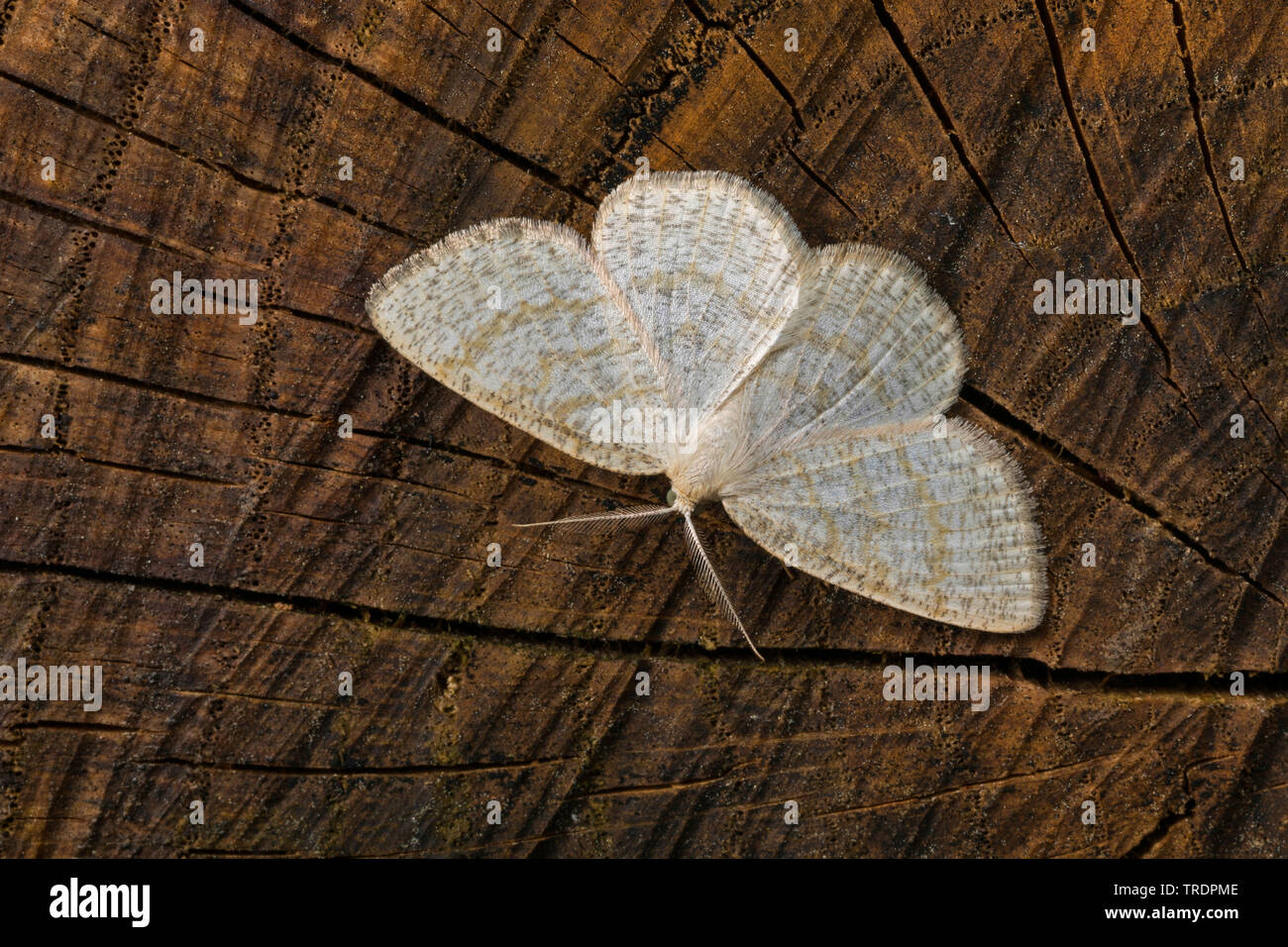Common wave (Cabera exanthemata), sitting at a tree slice, Germany Stock Photo