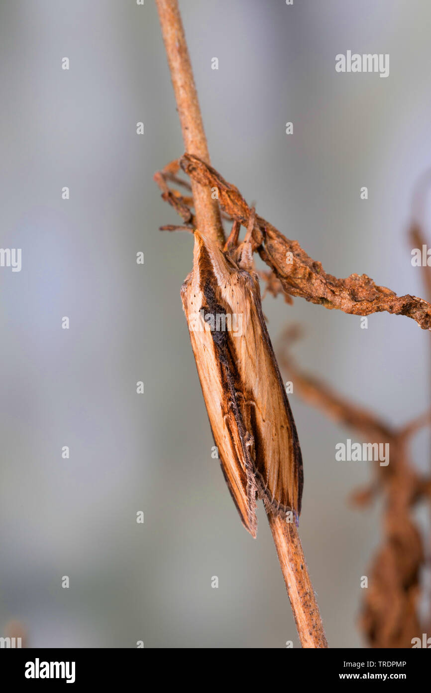 water betony (Shargacucullia scrophulariae, Cucullia scrophulariae), imago at a plant, Germany Stock Photo