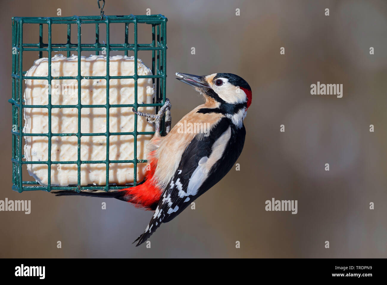 Great spotted woodpecker (Picoides major, Dendrocopos major), male at feeding place, Germany Stock Photo