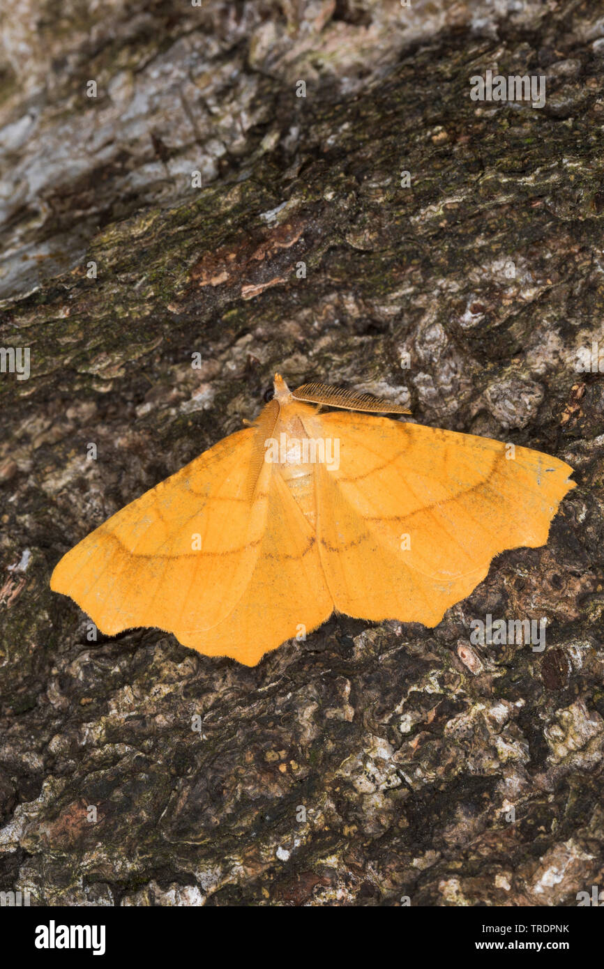 August thorn, Pale August Thorn (Ennomos quercinaria), sitting on bark, Germany Stock Photo