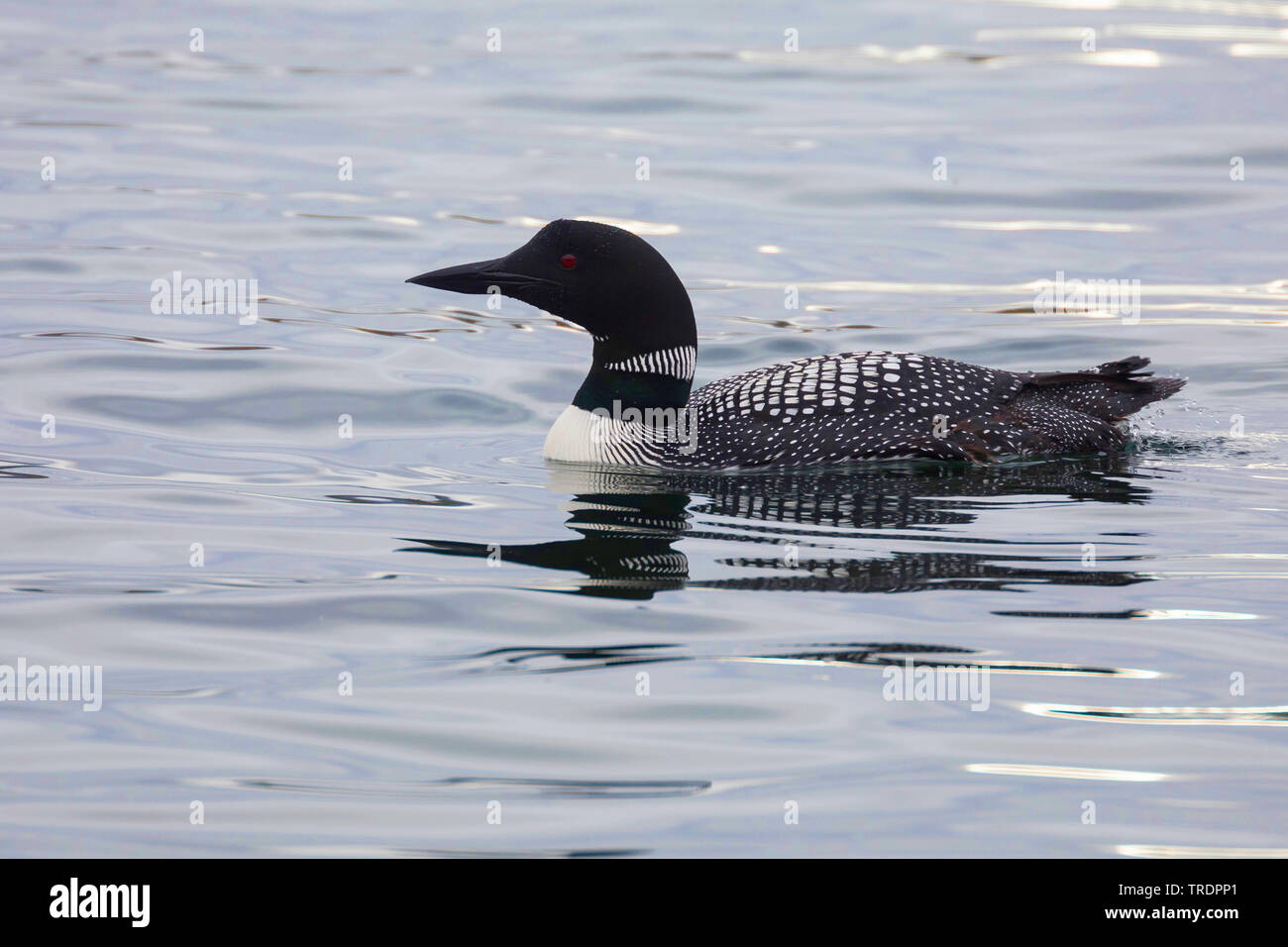 great northern diver (Gavia immer), in breeding colouration, Iceland Stock Photo