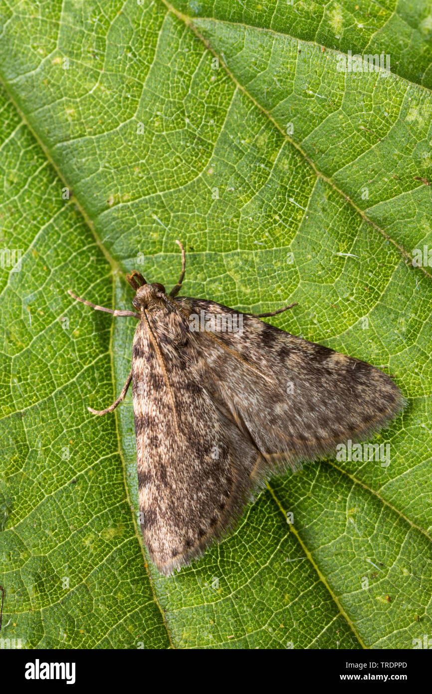 large stable tabby, tabby moth, grease moth (Aglossa pinguinalis, Aglossa streatfieldii, Crambus pinguinatus), sitting on a leaf, Germany Stock Photo