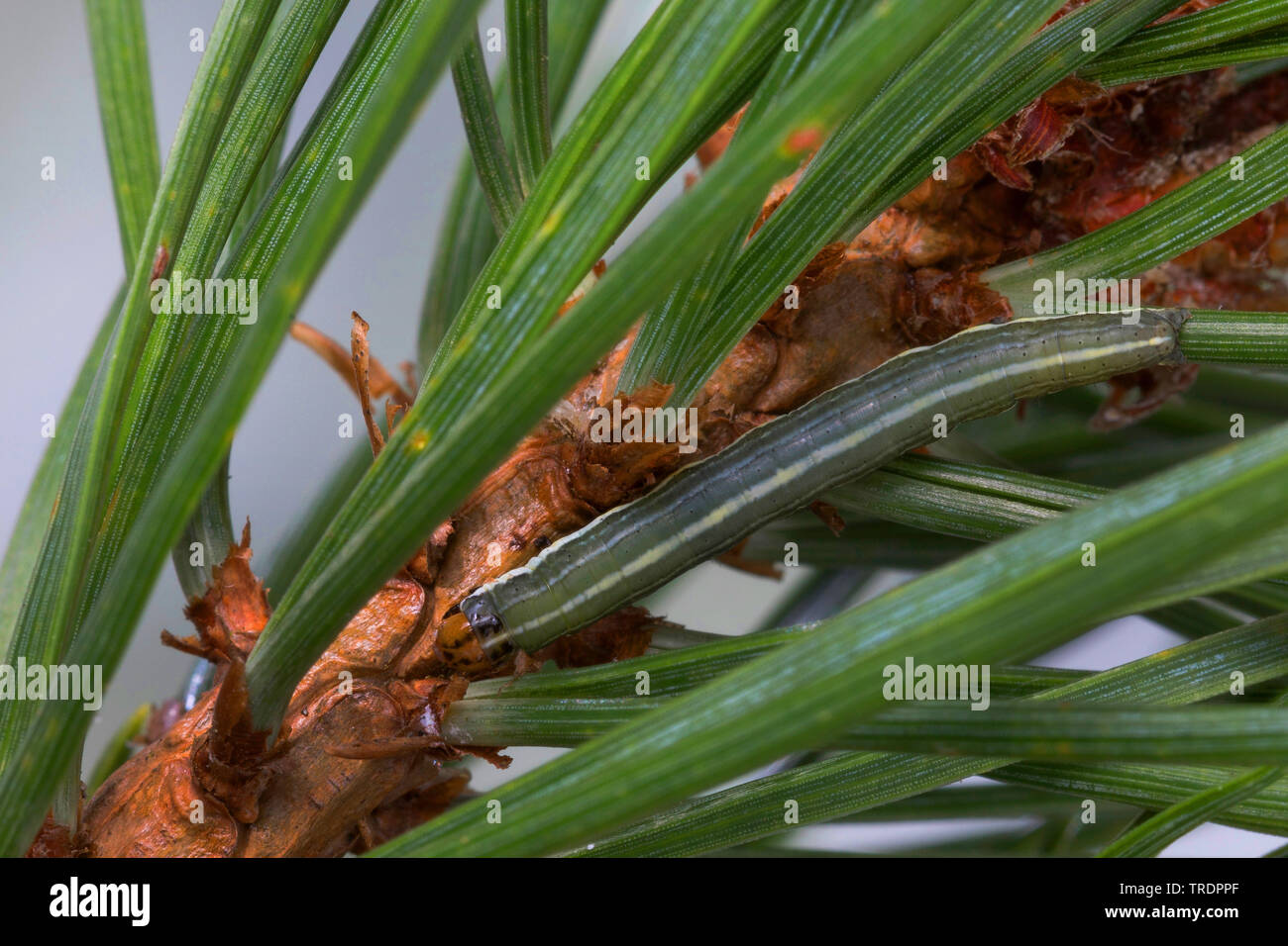 Pine beau, Pine beauty moth (Panolis flammea, Panolis pipiperda, Panolis griseovariegata), caterpillar on a pine needle, Germany Stock Photo