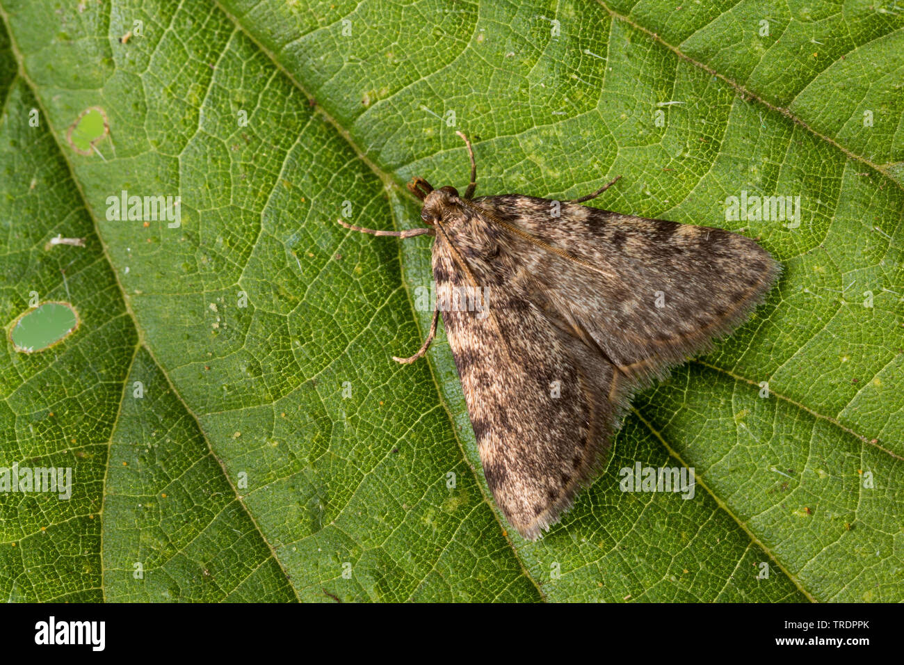large stable tabby, tabby moth, grease moth (Aglossa pinguinalis, Aglossa streatfieldii, Crambus pinguinatus), sitting on a leaf, Germany Stock Photo