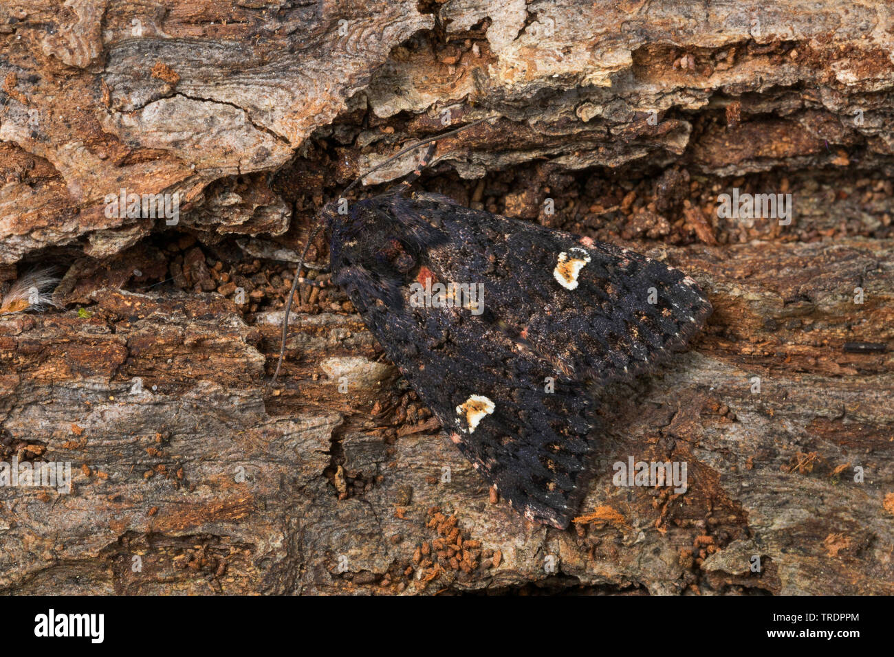 dot moth (Melanchra persicariae, Polia persicariae, Mamestra persicariae), sitting at bark, Germany Stock Photo