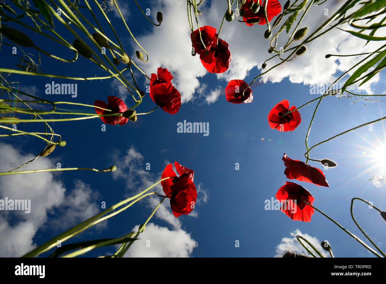 Common poppy, Corn poppy, Red poppy (Papaver rhoeas), Poppy's with clouds in the background, Hungary Stock Photo