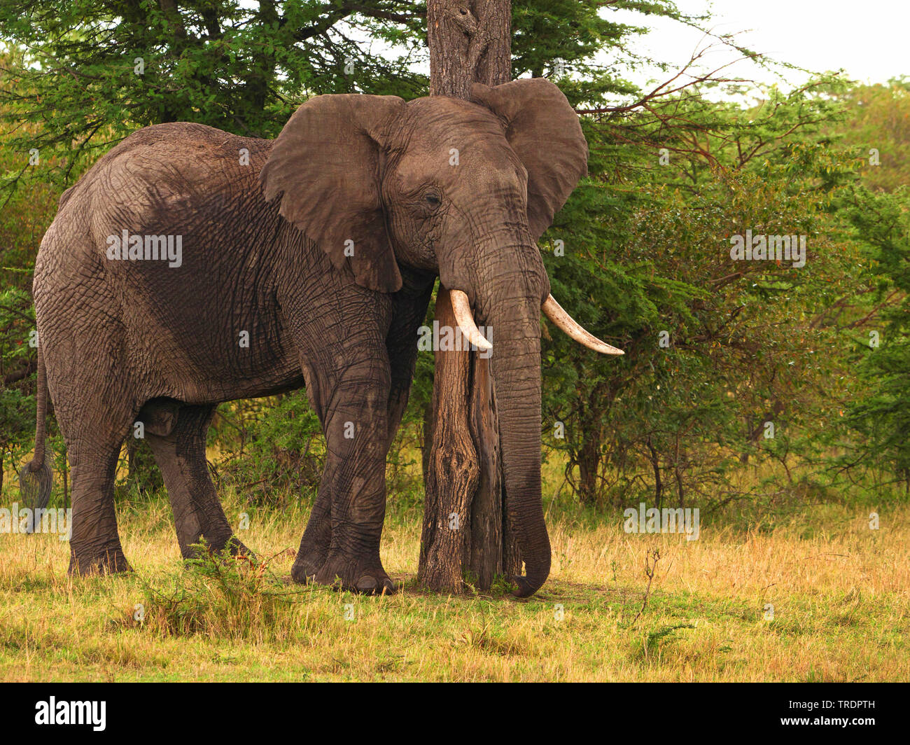 African elephant (Loxodonta africana), bull elephant at a tree trunk, side view, Kenya, Masai Mara National Park Stock Photo