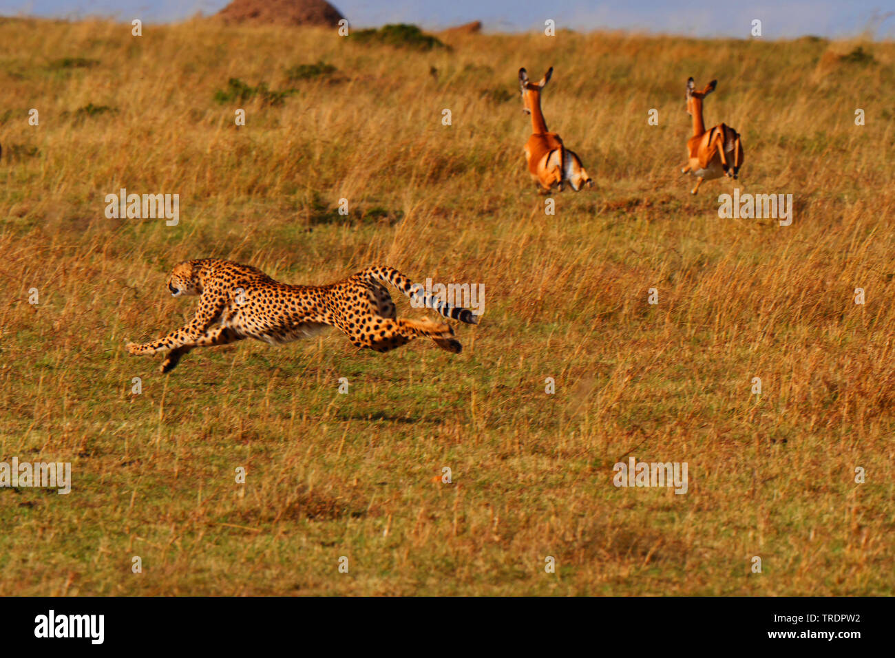 cheetah (Acinonyx jubatus), hunting cheetah, fleeing antelopes in the background, Kenya, Masai Mara National Park Stock Photo
