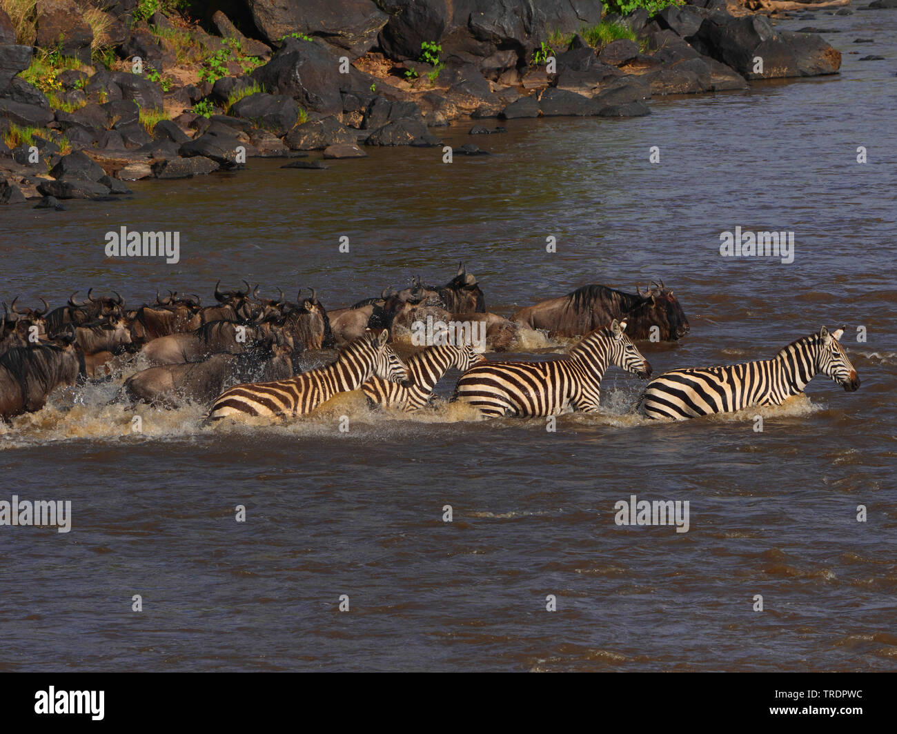 Eastern White-bearded Wildebeest (Connochaetes taurinus albojubatus), herd of wildebeests crossing a river together with zebras, side view, Kenya, Masai Mara National Park Stock Photo