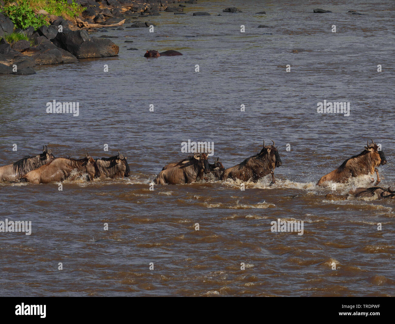 Eastern White-bearded Wildebeest (Connochaetes taurinus albojubatus), herd of wildebeests crossing a river, side view, Kenya, Masai Mara National Park Stock Photo