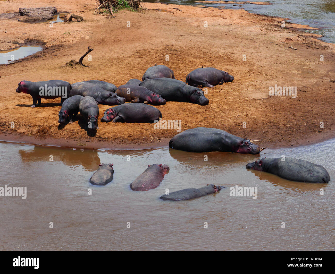 hippopotamus, hippo, Common hippopotamus (Hippopotamus amphibius), herd at a water place, Kenya, Masai Mara National Park Stock Photo