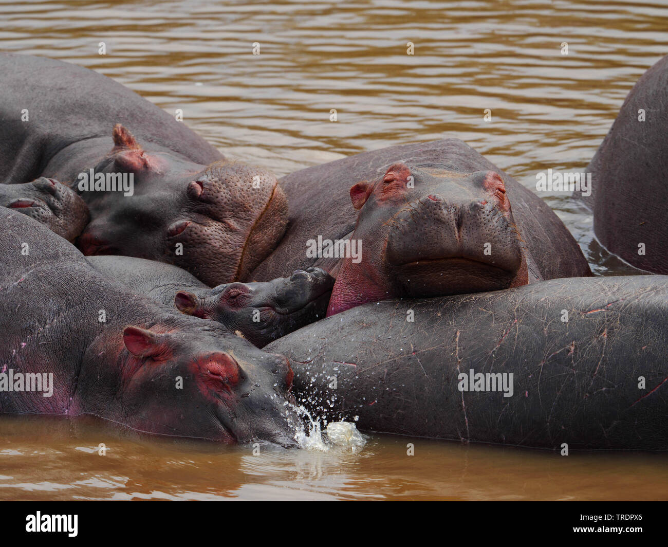 hippopotamus, hippo, Common hippopotamus (Hippopotamus amphibius), sleeping group in the water, Kenya, Masai Mara National Park Stock Photo
