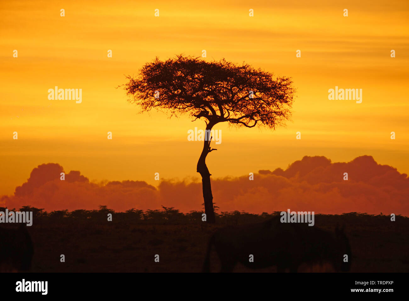 tree at sunset in the savannah , Kenya, Masai Mara National Park Stock Photo