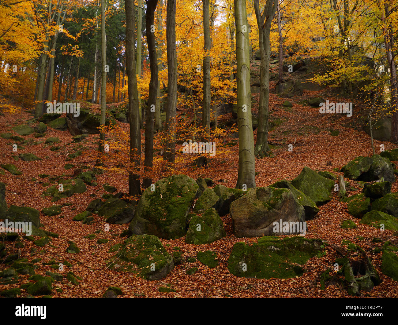 autumn forest of Elbsandsteingebirge, Germany, Saxony, Saxon Switzerland National Park Stock Photo