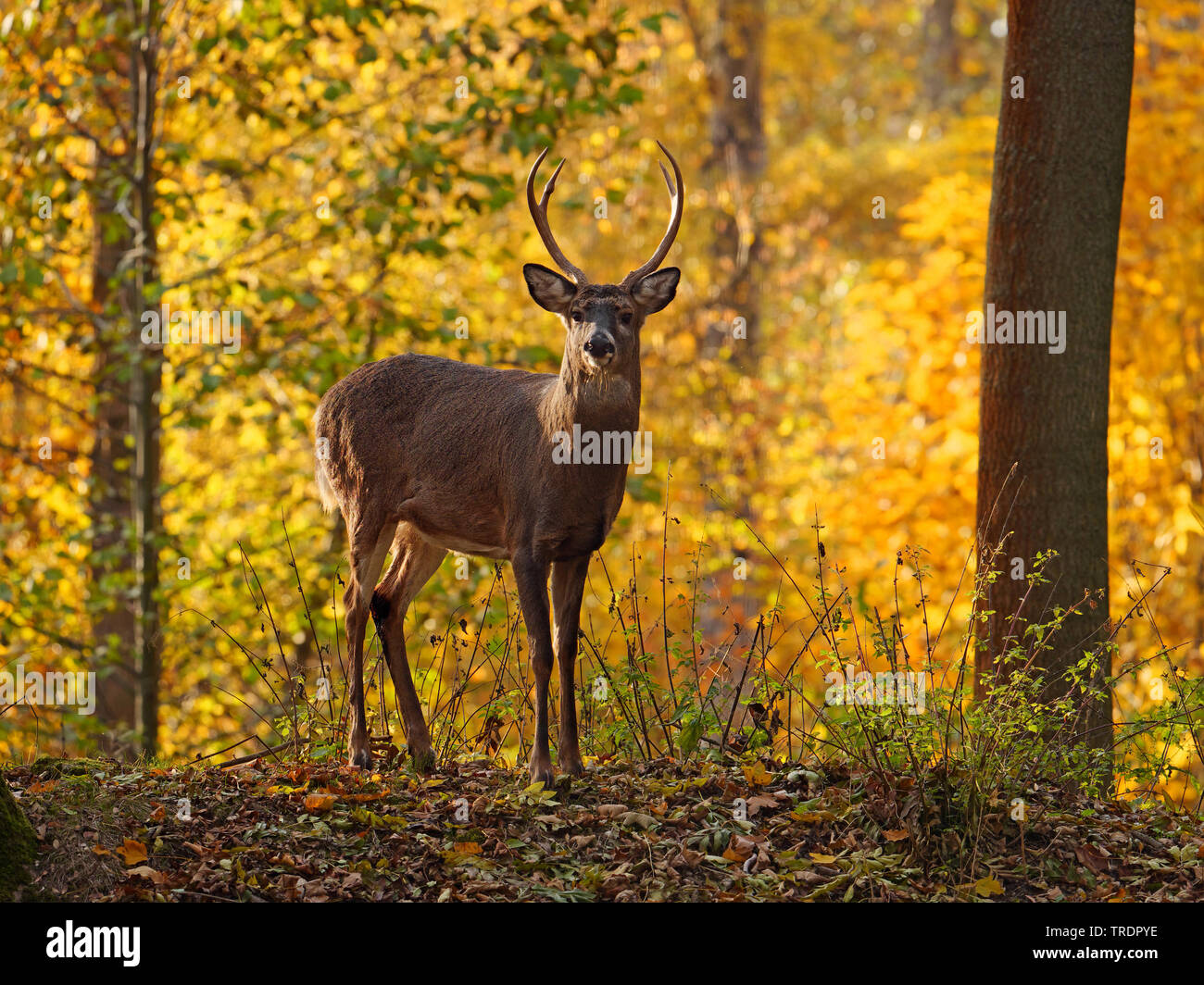 Whitetailed deer (Odocoileus virginianus), whitetailed deer stag in an autumn forest, North