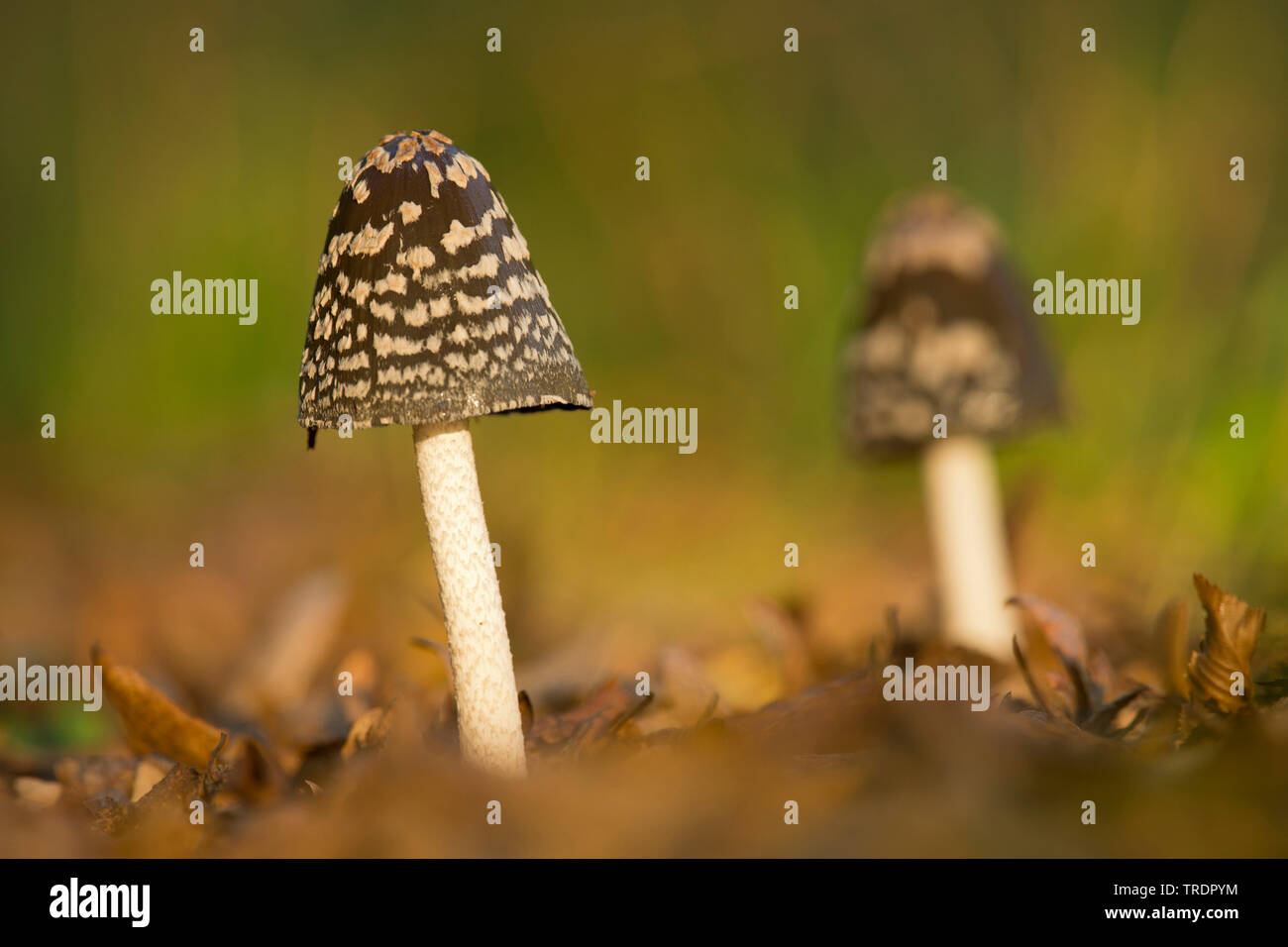 Magpie inkcap, Magpie Fungus (Coprinus picaceus, Coprinopsis picaceus), on forest ground, Hungary Stock Photo