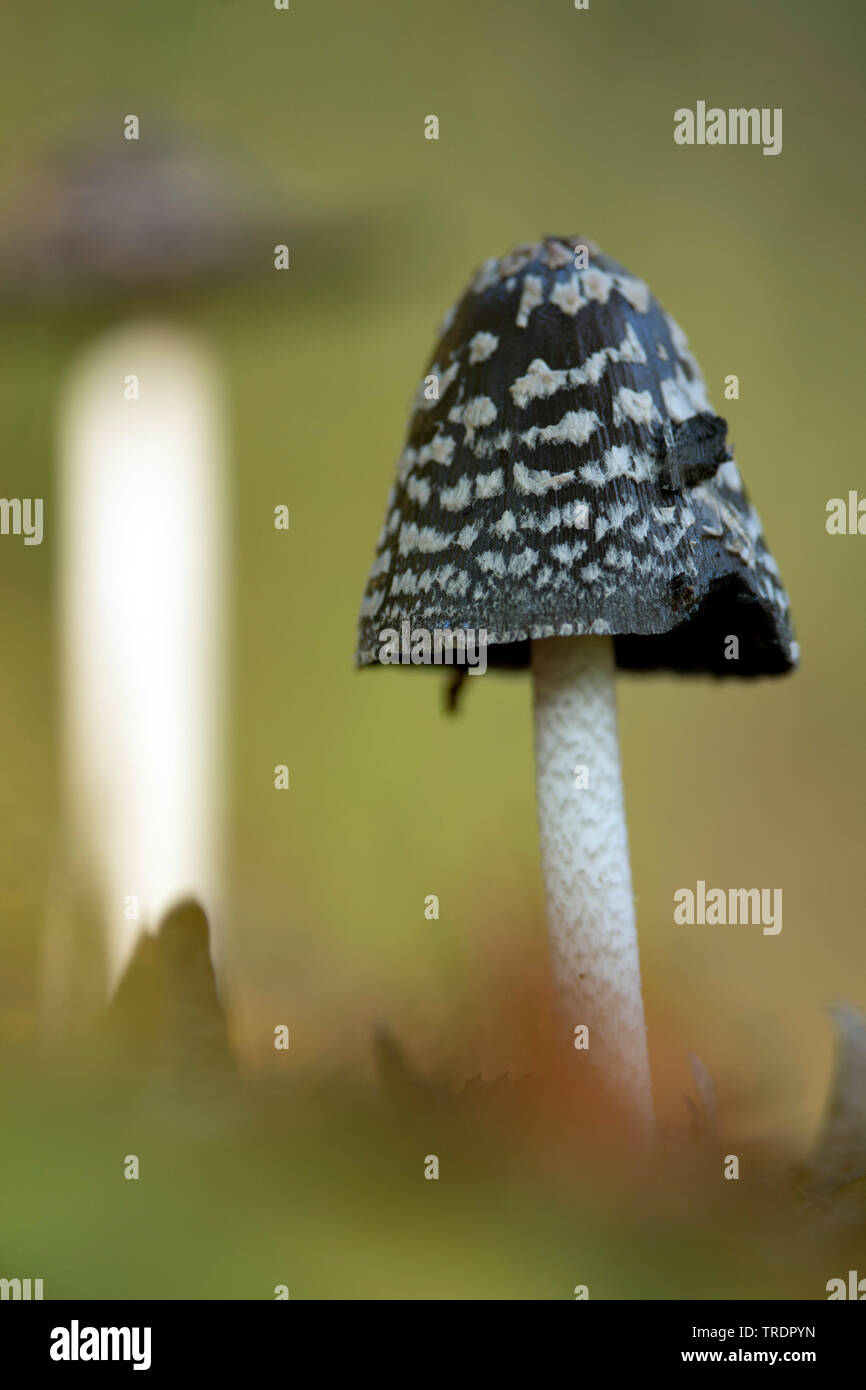 Magpie inkcap, Magpie Fungus (Coprinus picaceus, Coprinopsis picaceus), on forest ground, Hungary Stock Photo
