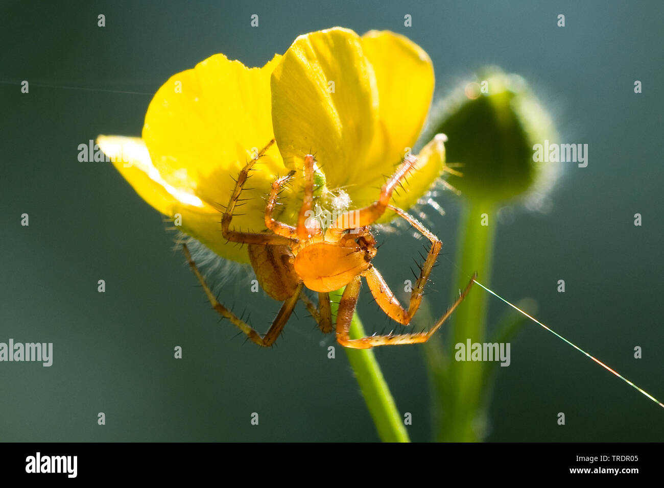 Spider on yellow flower, Hungary Stock Photo